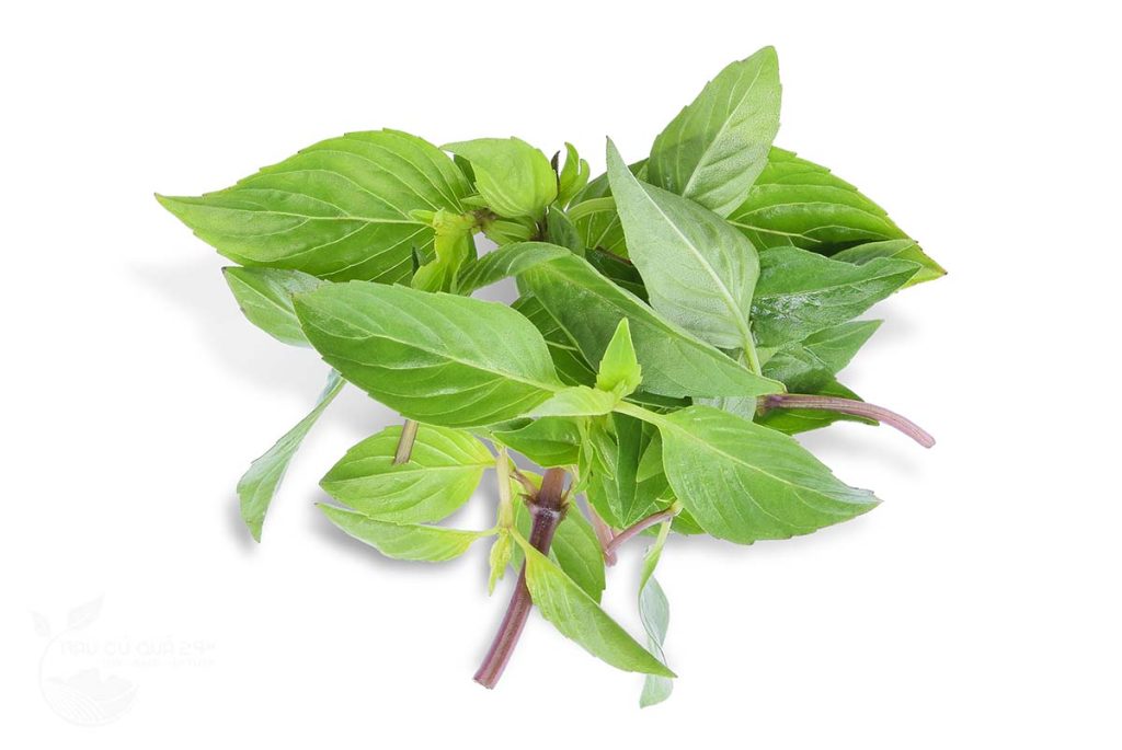 Rau Que Case / Basil Case