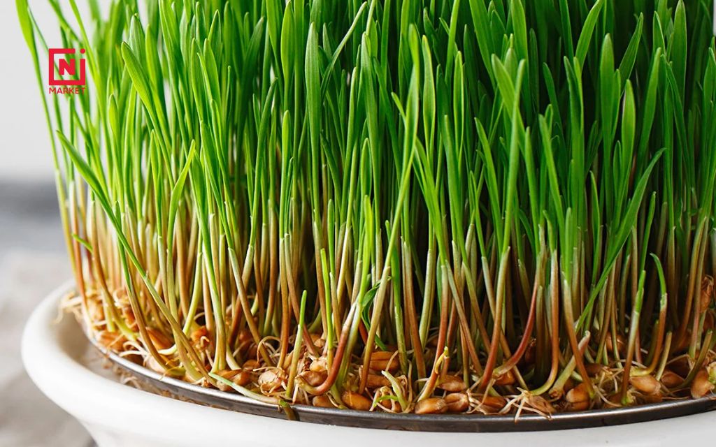 Wheatgrass is the young green shoot of the common wheat plant